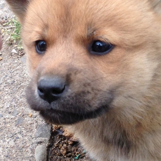 生後1ヶ月の子犬が3匹います。