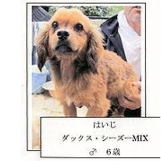 ６月３０日までの命　ハイジ