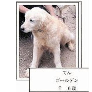 ６月２０日までの命　てん