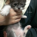 *素敵なトム風仔猫♪４兄妹のお家を探しています*