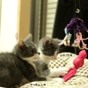 *素敵なトム風仔猫♪４兄妹のお家を探しています* サムネイル4