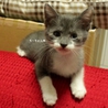 *素敵なトム風仔猫♪４兄妹のお家を探しています* サムネイル2