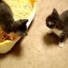 *素敵なトム風仔猫♪４兄妹のお家を探しています* サムネイル5