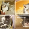 *素敵なトム風仔猫♪４兄妹のお家を探しています* サムネイル6