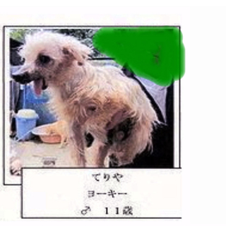 ６月２０日までの命　てりあ