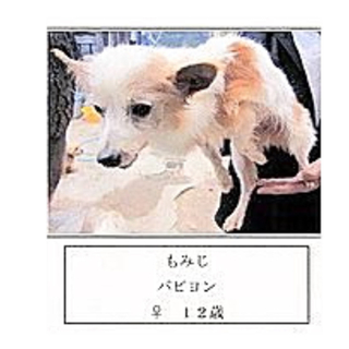 ６月２０日までの命　もみじ