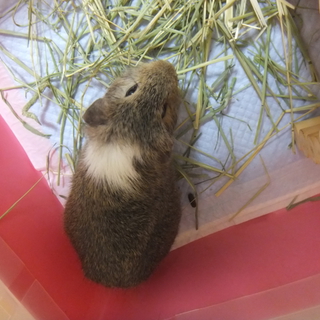 モルモット♂もうすぐ2歳です