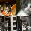 *素敵なトム風子猫*４兄妹の里親様募集中*