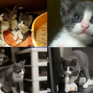 *素敵なトム風子猫*４兄妹の里親様募集中*