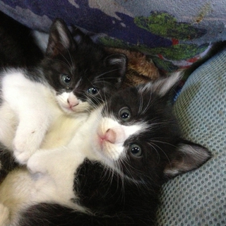 ブチ猫3匹揃い踏み！