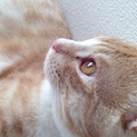 ワクチン接種済み 一歳の雄猫(茶トラ)