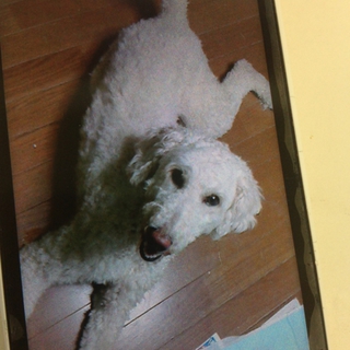 スタンダードプードル、ボルドーマスチフのミックス犬