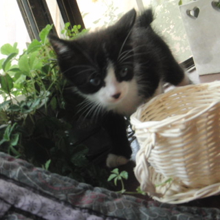 かわいい子猫の里親さん募集中