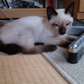 里親を募集します。