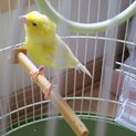 元気なカナリアです。