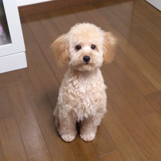 トイプードル仔犬