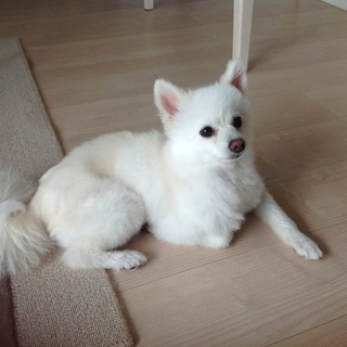 里親様が決まりました。ありがとうございました。