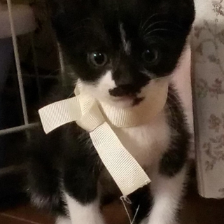 黒白メスの里親さん募集します
