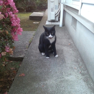とーっても人懐っこい黒猫ちゃんです！！