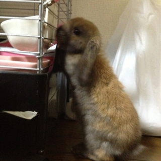 ロップイヤーラビット（♂）生後半年