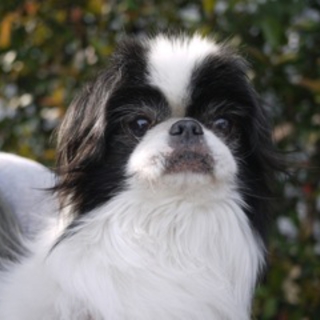 狆の男のコ（老犬・推定　１２才〜）里親さん募集