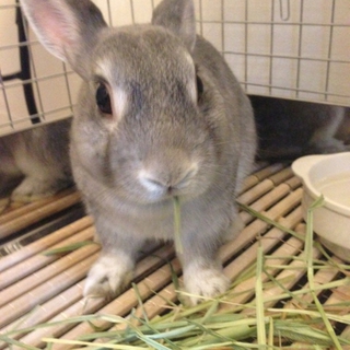 人懐っこいうさちゃん★