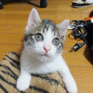 やんちゃな　そら　君