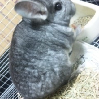 チンチラ♂名古屋