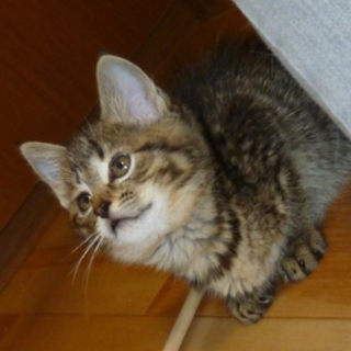 幸せ４匹子猫兄弟の１匹キジ猫２か月半