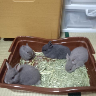 ネザーラント1匹からOK。里親募集！