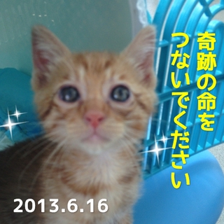 奇跡の命をつないでください
