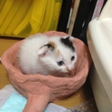 スコティッシュホールドのミックスです。