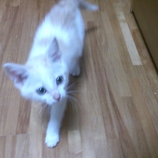 子猫の里親募集してます