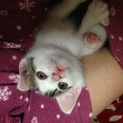 やんちゃな子猫です。
