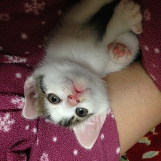 やんちゃな子猫です。