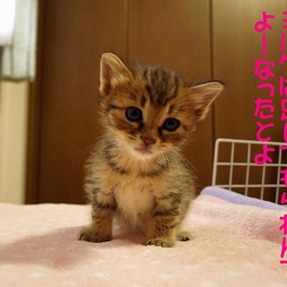 可愛いキジトラの女の子 里親様募集中