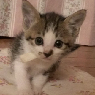 三匹の子猫の里親さん探しています　キジトラ1
