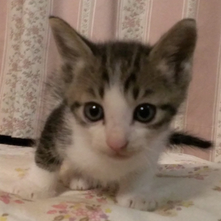 三匹の子猫の里親さん探しています　キジトラ2