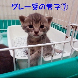 グレートラの男の子 里親募集中