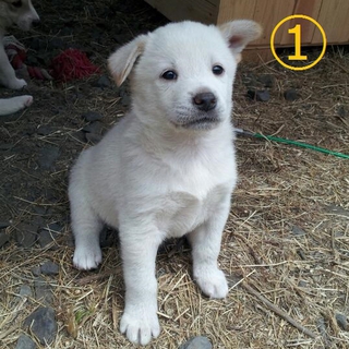 とてもかわいい子犬です。