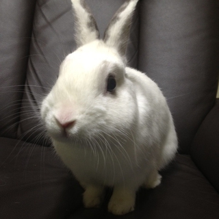 ＊黒目の白うさぎです＊