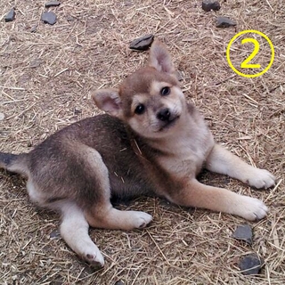 栗色の毛がとてもかわいい子犬