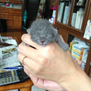 ほぼ里親決定しそうな為、決定に移行します。感謝です
