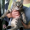 とてもかわいい子猫たち サムネイル3