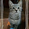とてもかわいい子猫たち サムネイル2