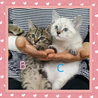 とてもかわいい子猫たち