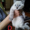 とてもかわいい子猫たち サムネイル4