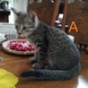 とてもかわいい子猫たち サムネイル5