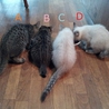 とてもかわいい子猫たち サムネイル6