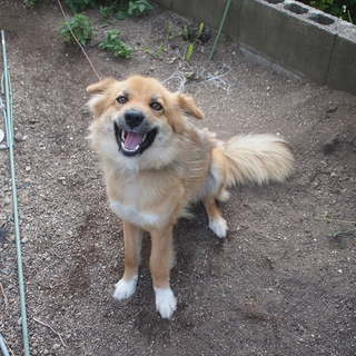犬の里親様募集
